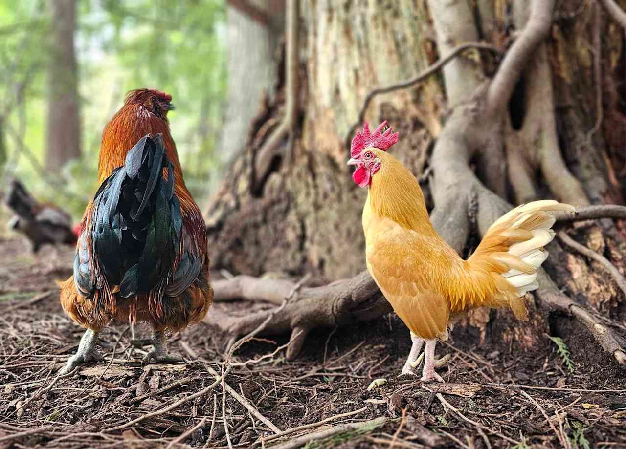 Rooster Haus Rescue