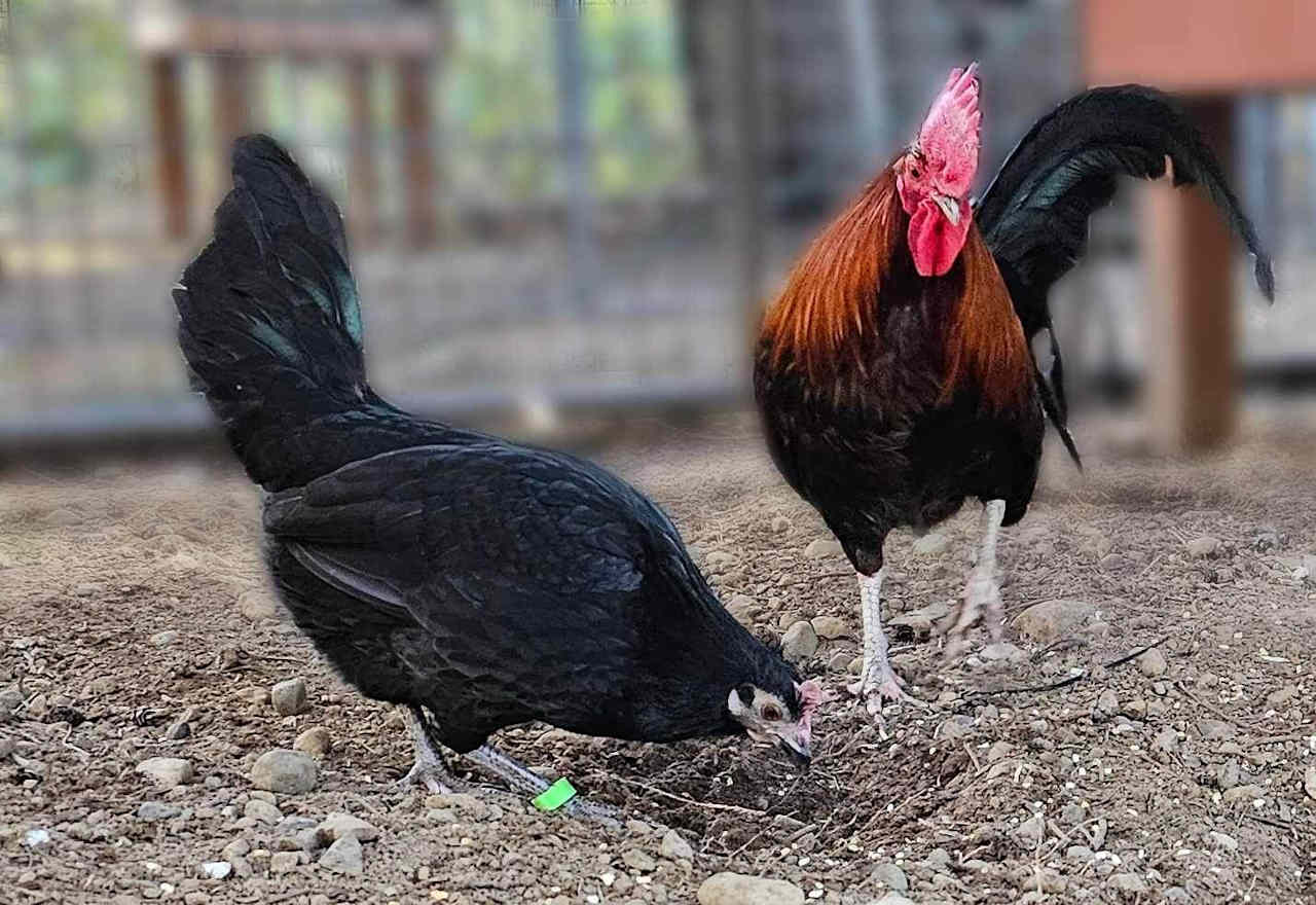 Rooster Haus Rescue