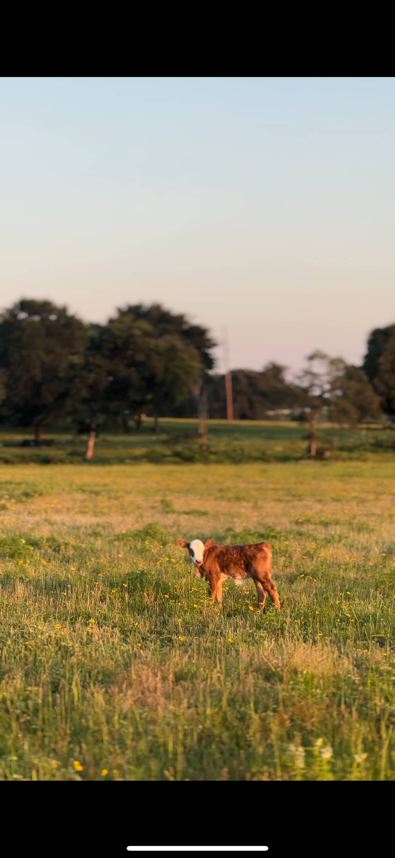 Cattlemen Ranch