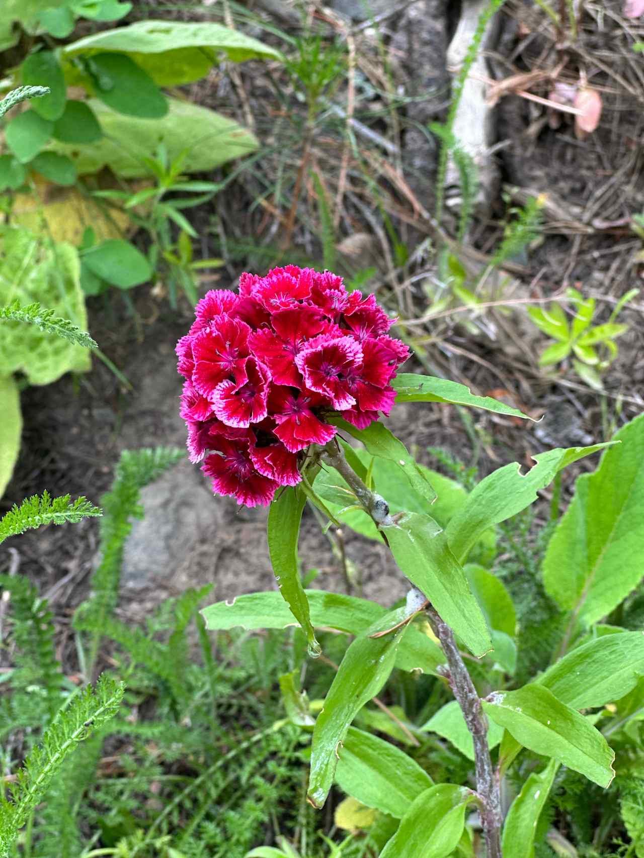 B & B Flower Farm