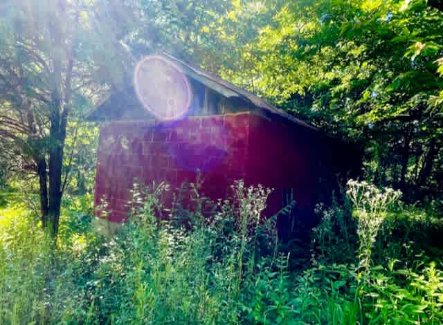 Nest And Rest In Songbird Woods