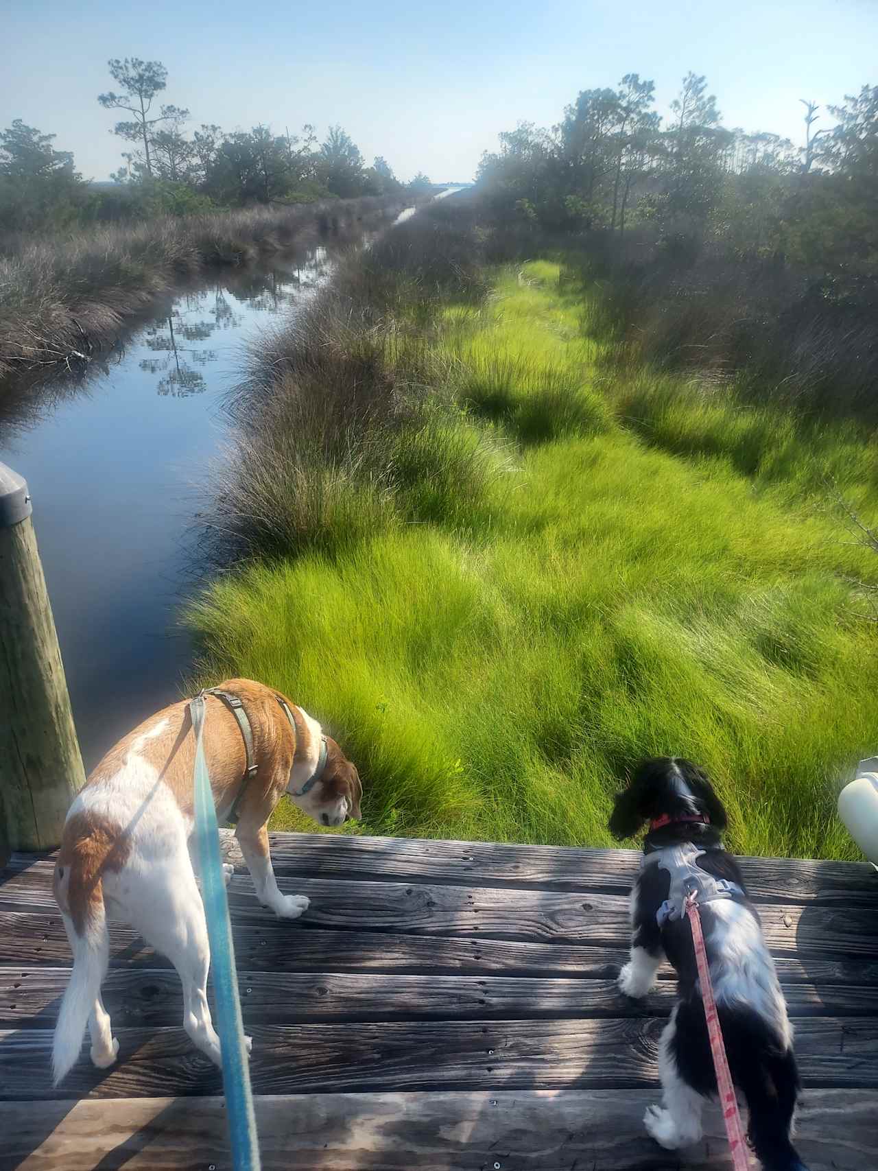 The Refuge On Roanoke Island