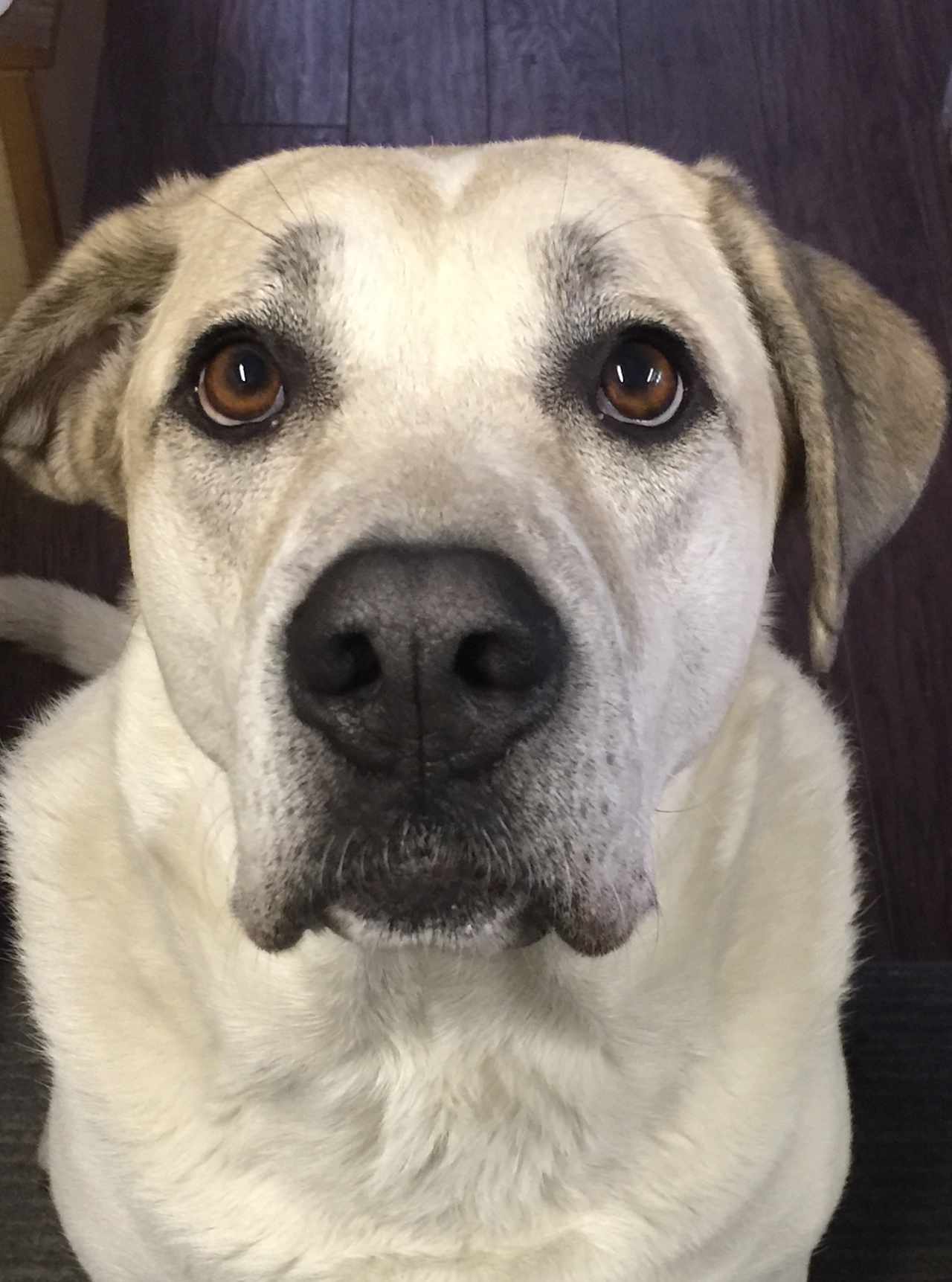 Molly, the Great Pyrenees Cross farm dog keeps us safe from all predators