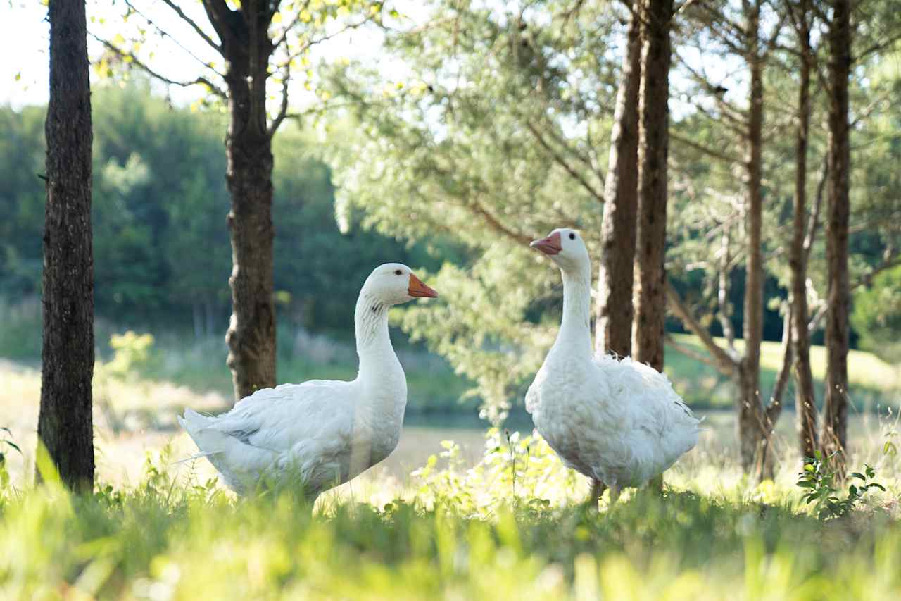 Two geese roam the pond area -- they have their own tiny a-frame house!