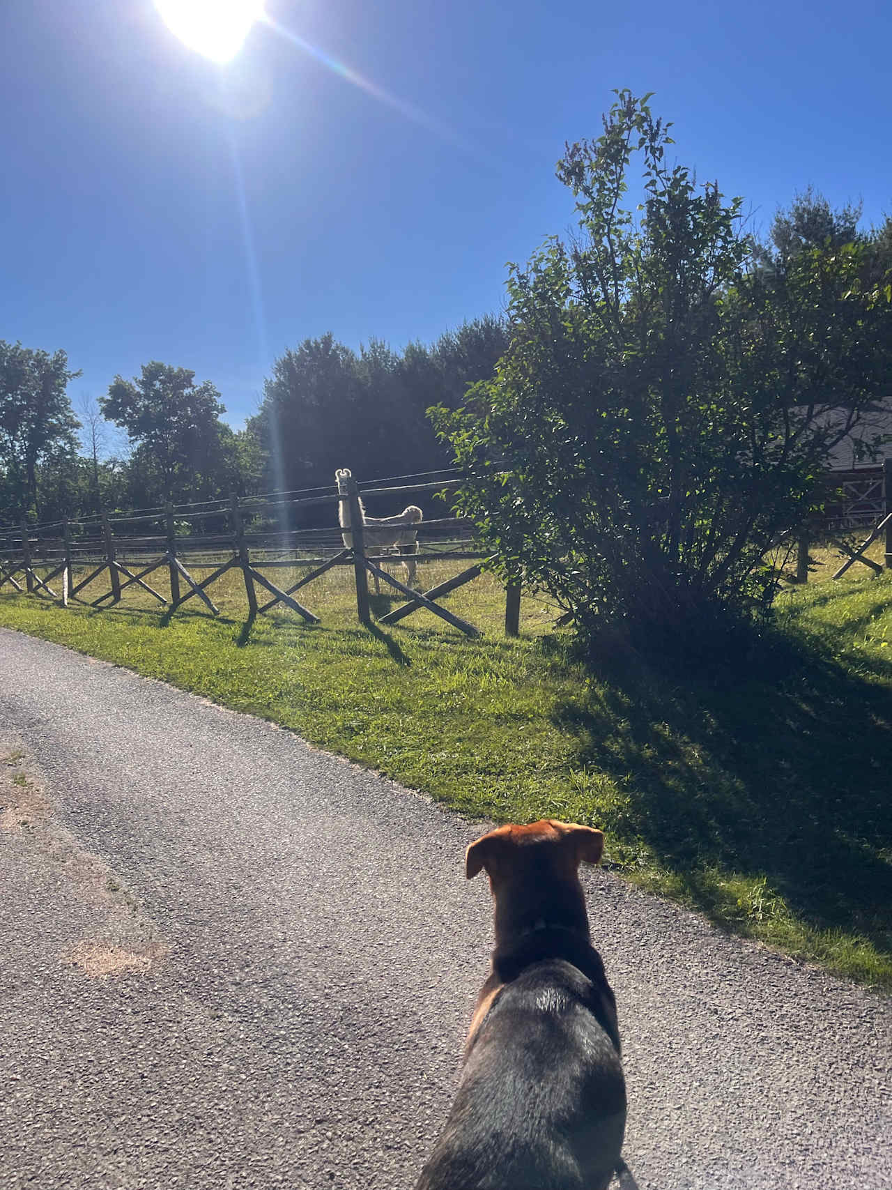 Open Sky Glamping Kawartha Dome