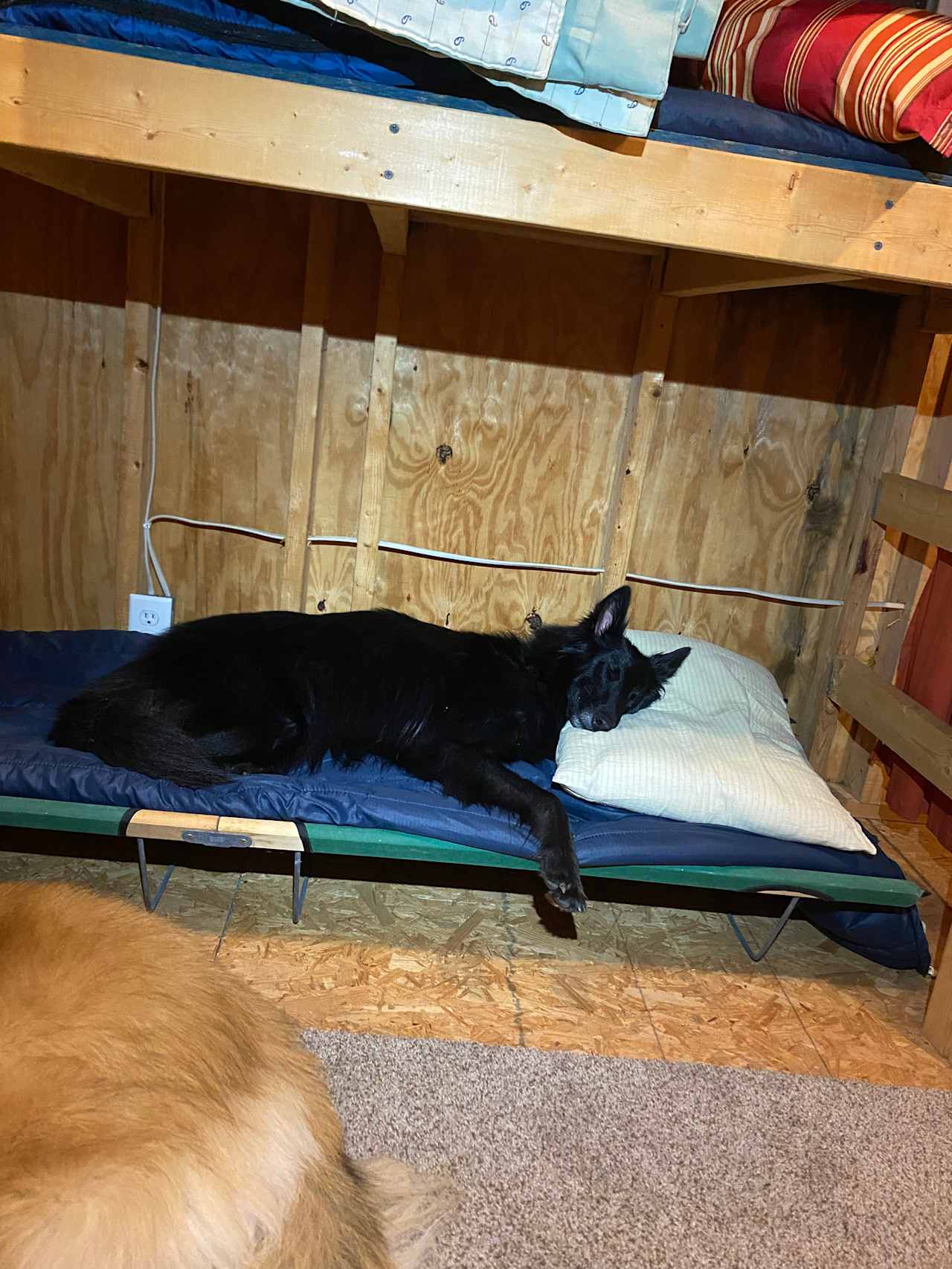 Our dog Dude had so much fun he passed out on the first bunk 