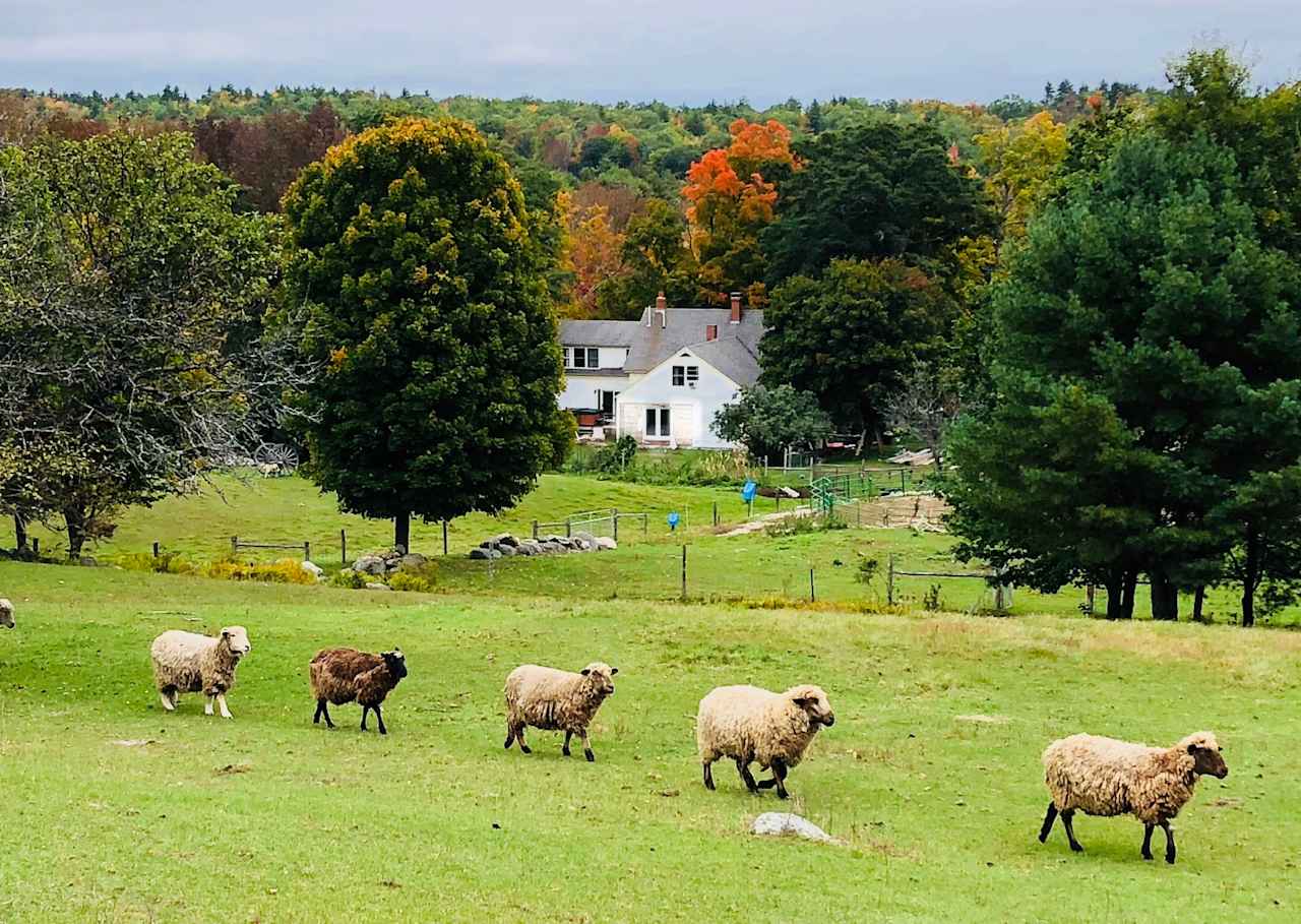 BrandiLee Woods at the Woolley farm