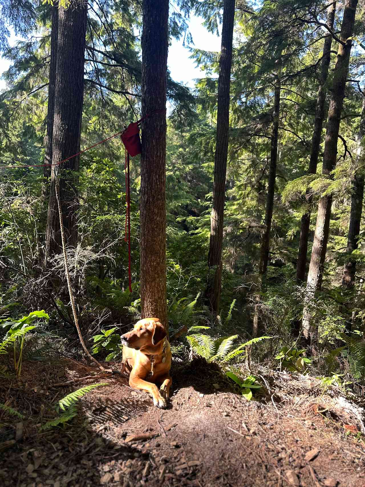 Foxfern Forest