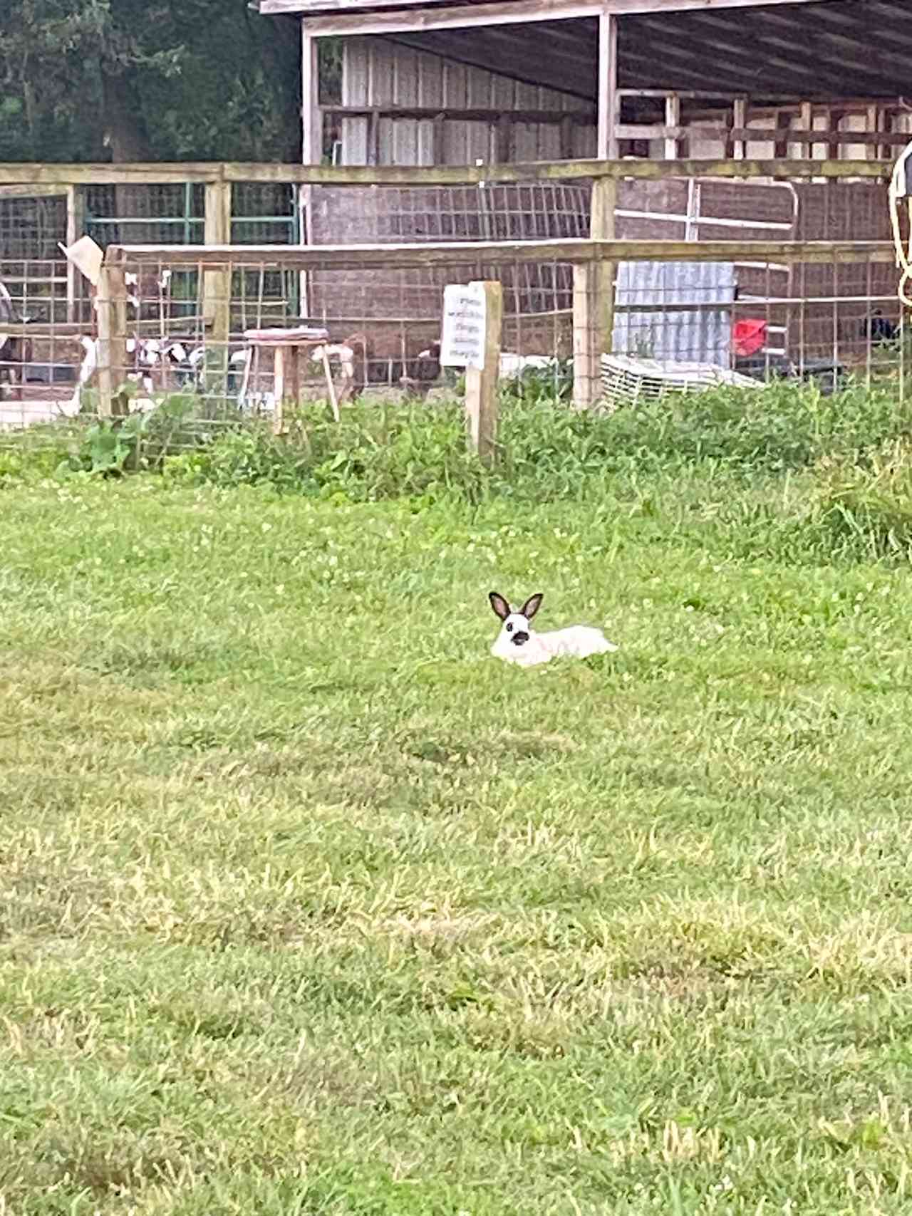 Boonies Farm