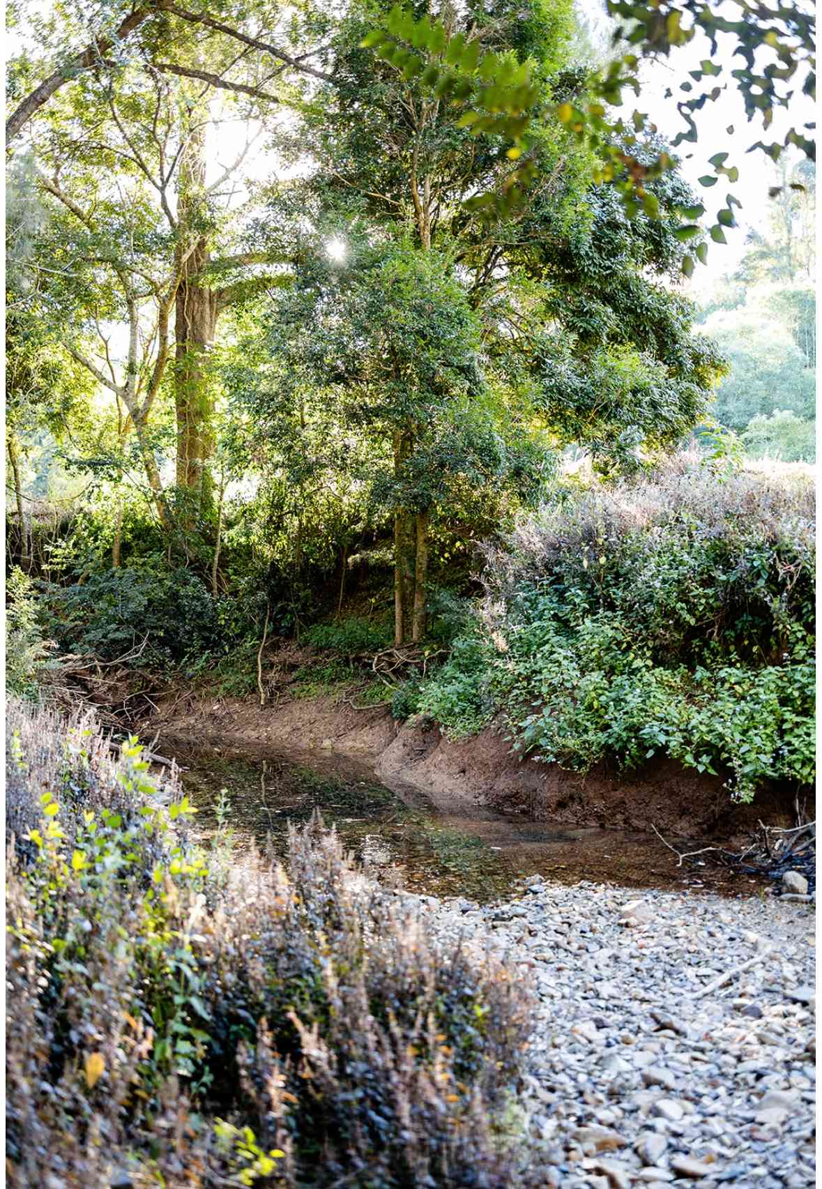 GreyGum At Beattie Creek