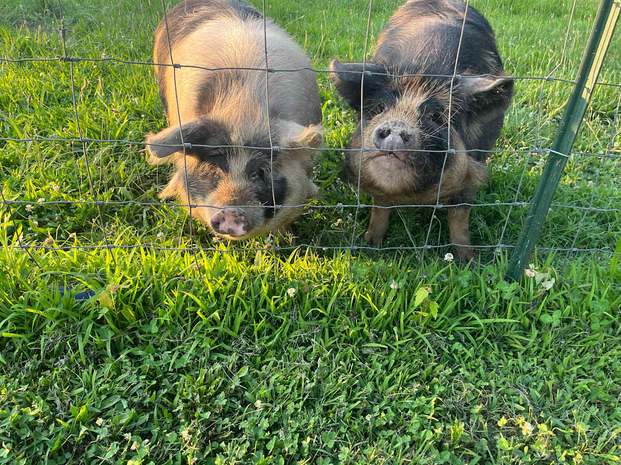 Elsa and Trixie, ALWAYS hungry!