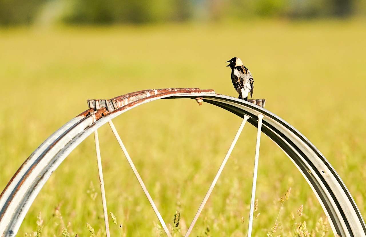 Bobolink bird, we have quite a few of these on this property.  Rare bird with a lovely song!  