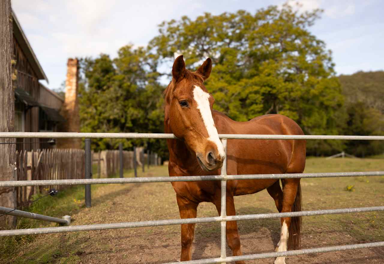 Watagan: BYO Horse Holiday