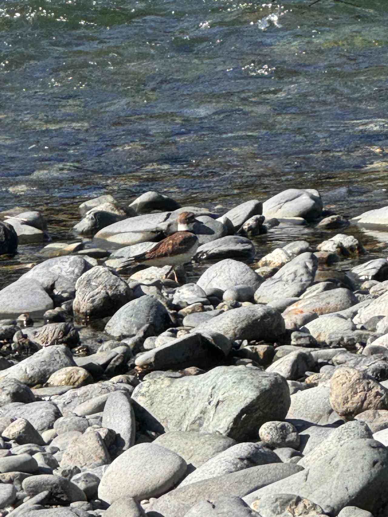 Killdeer down on the rock bar