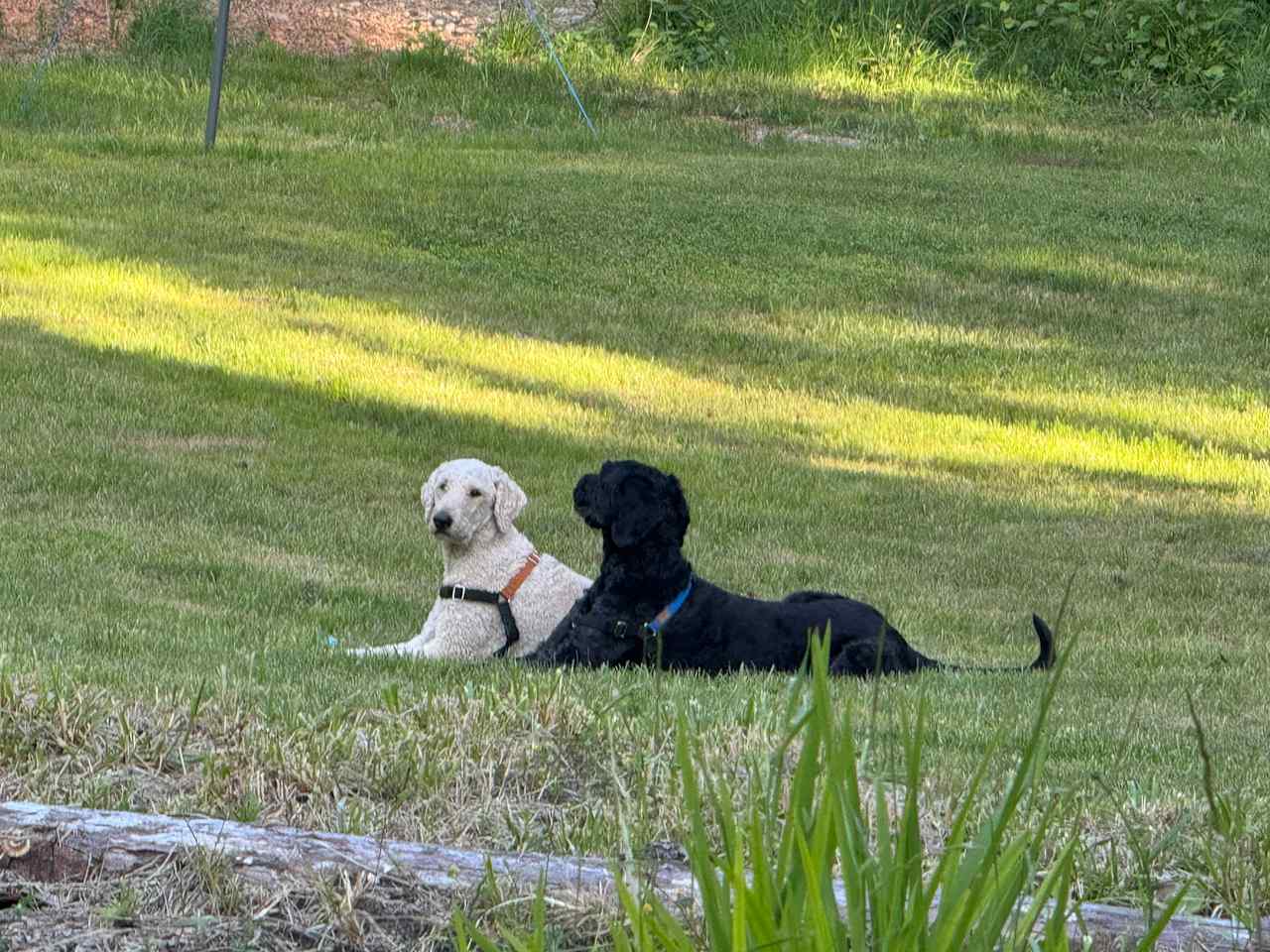 Our boys enjoying freedom 