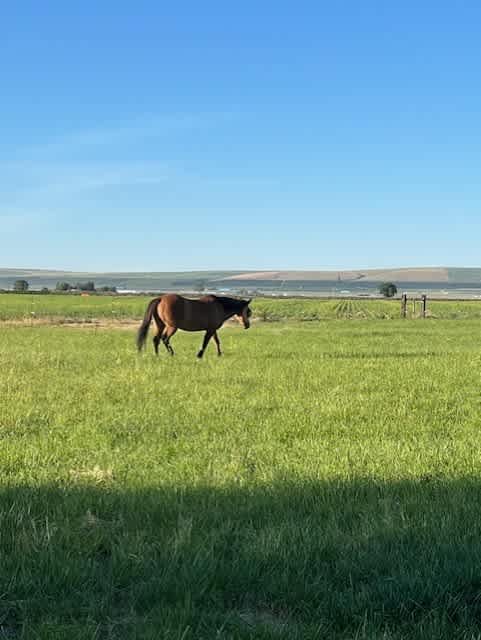 Fat Pony Farm