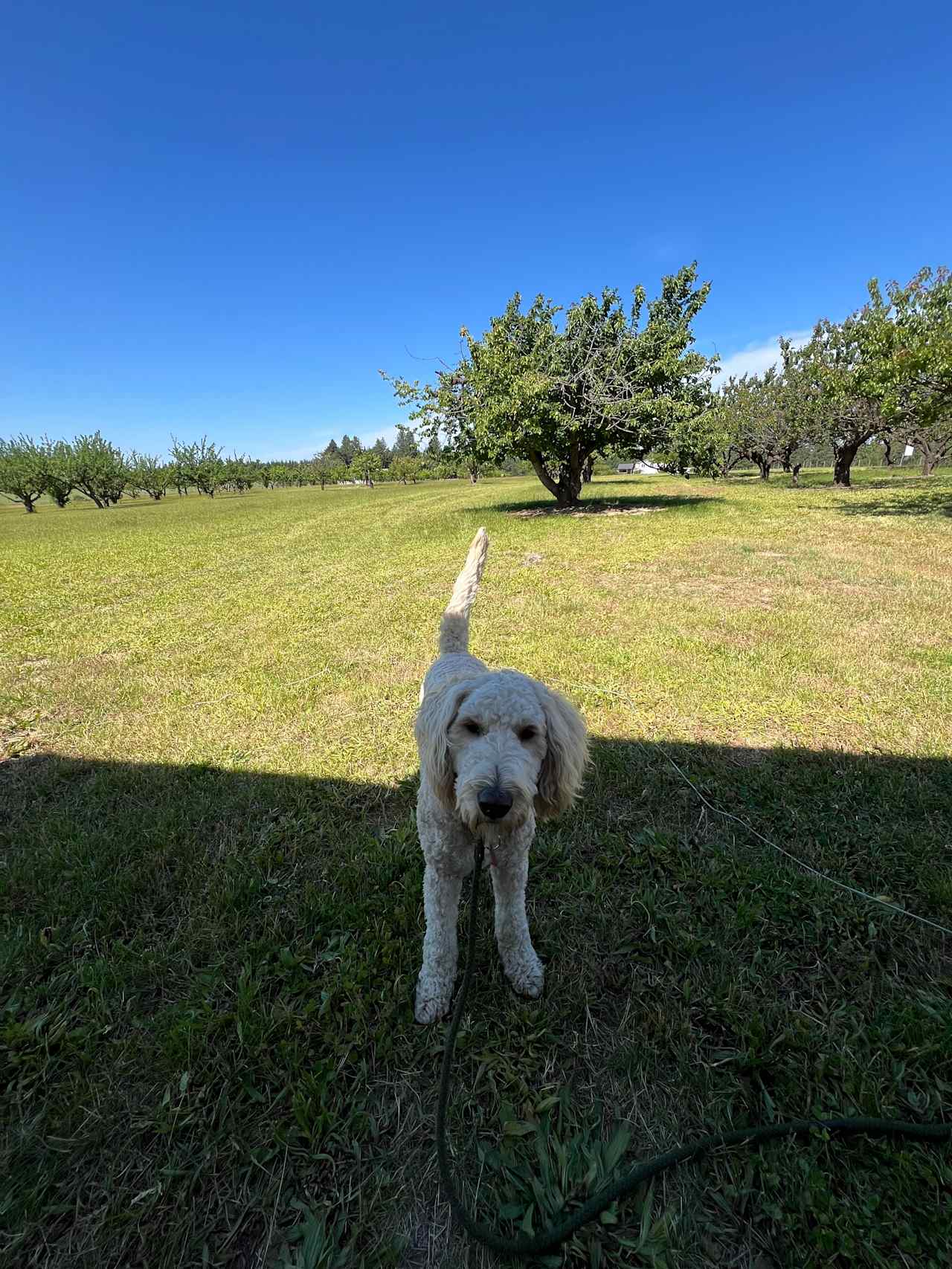 Toby waiting for his ball