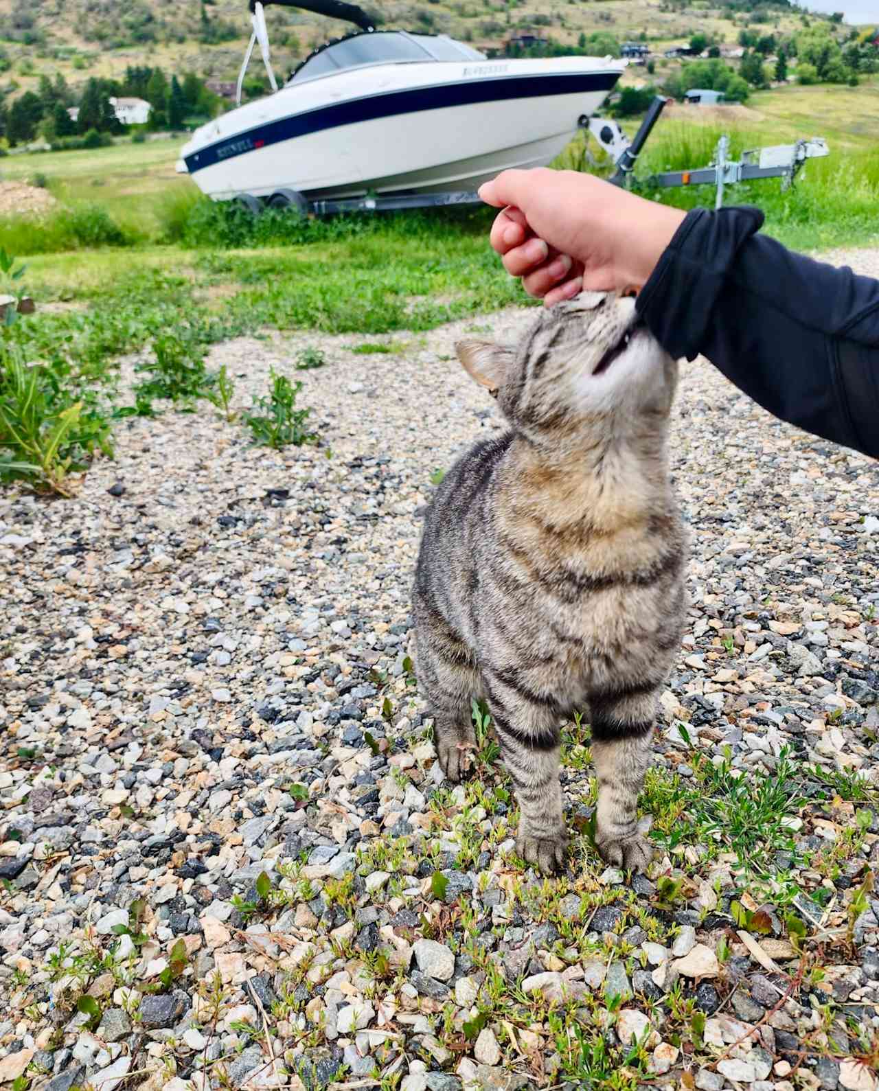 Cuddly Cat Farms