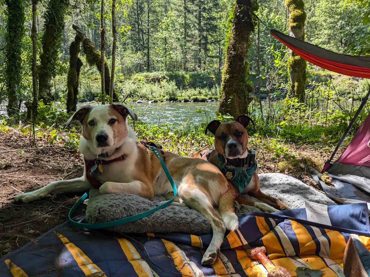 Mt. Hood Enchanted Forest