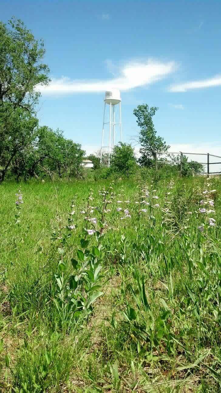 The Oakdale HS Backyard