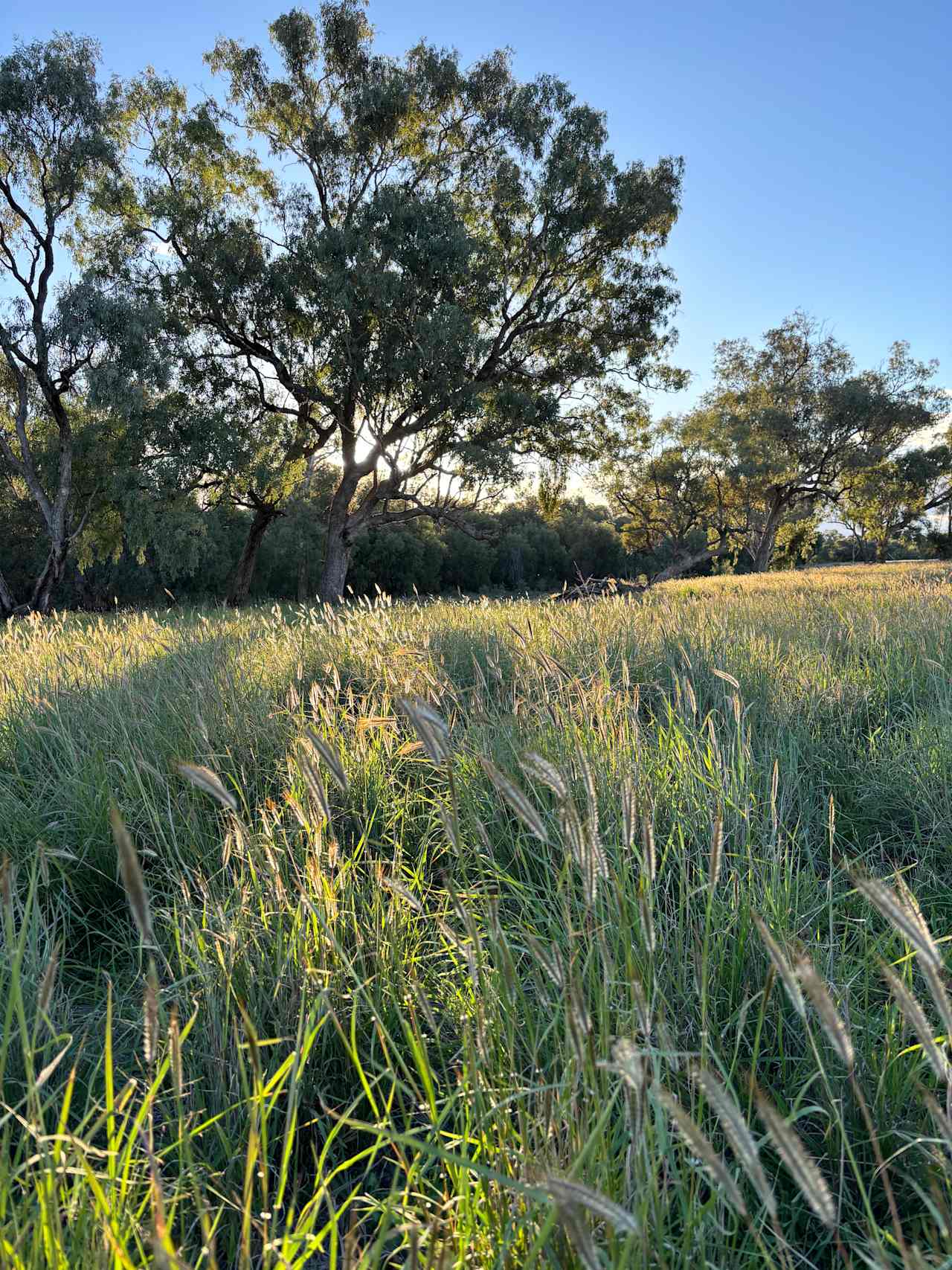 Tarrawingee Farm - Curated Gardens