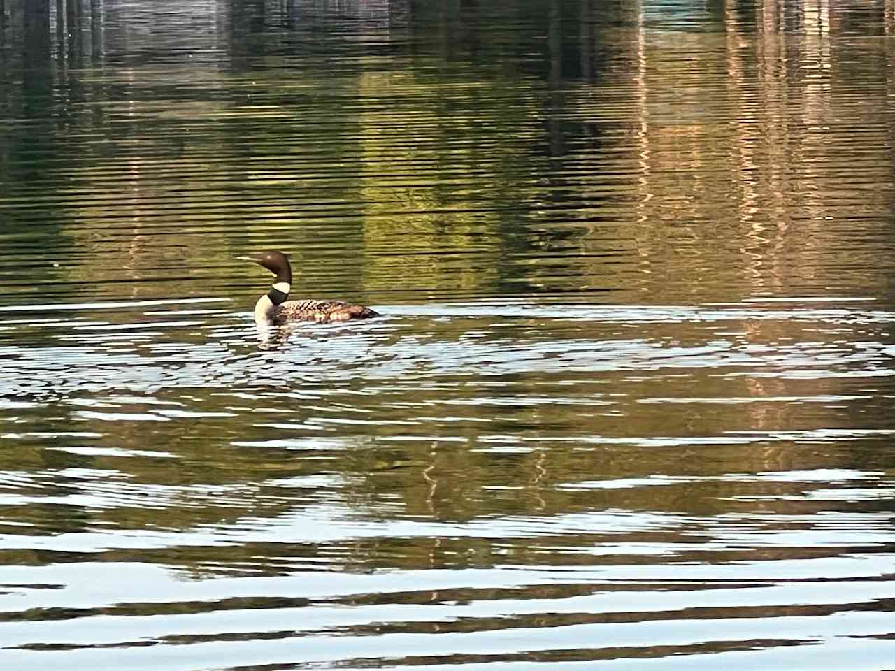 Many Loons Call & Live here 