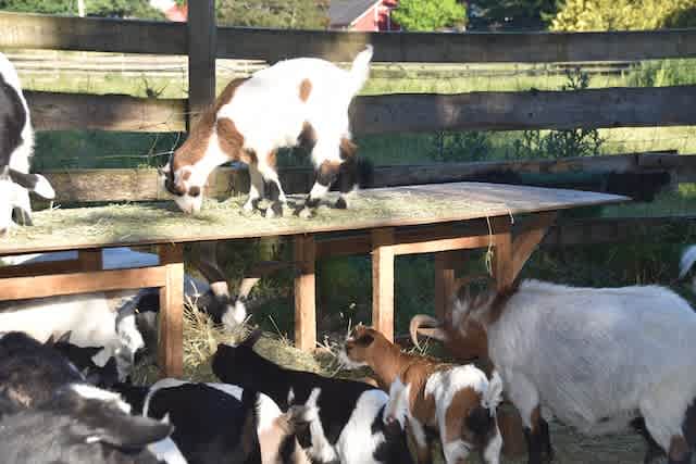 McAllister Creek Farm