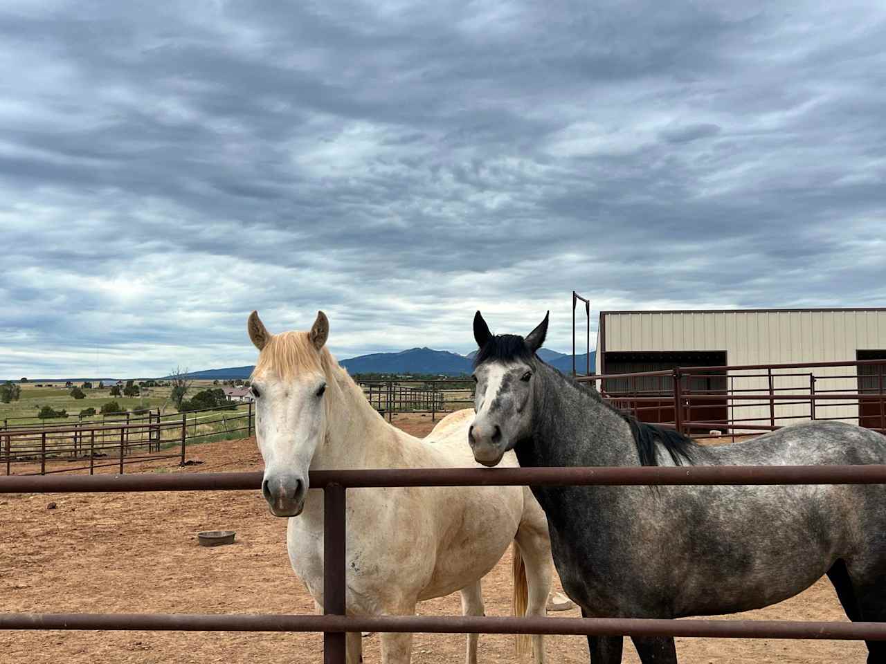 Denkai Animal Sanctuary