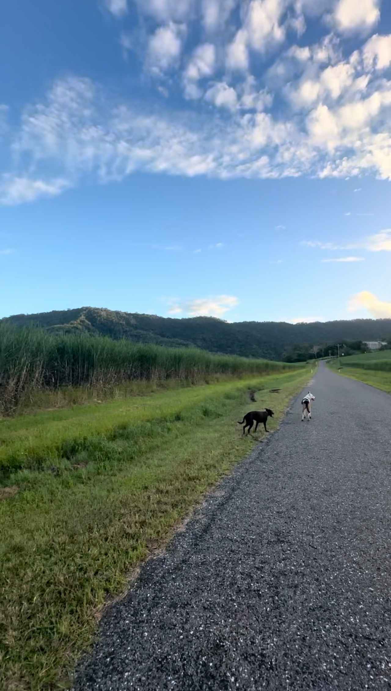 Port Douglas Creek Camping