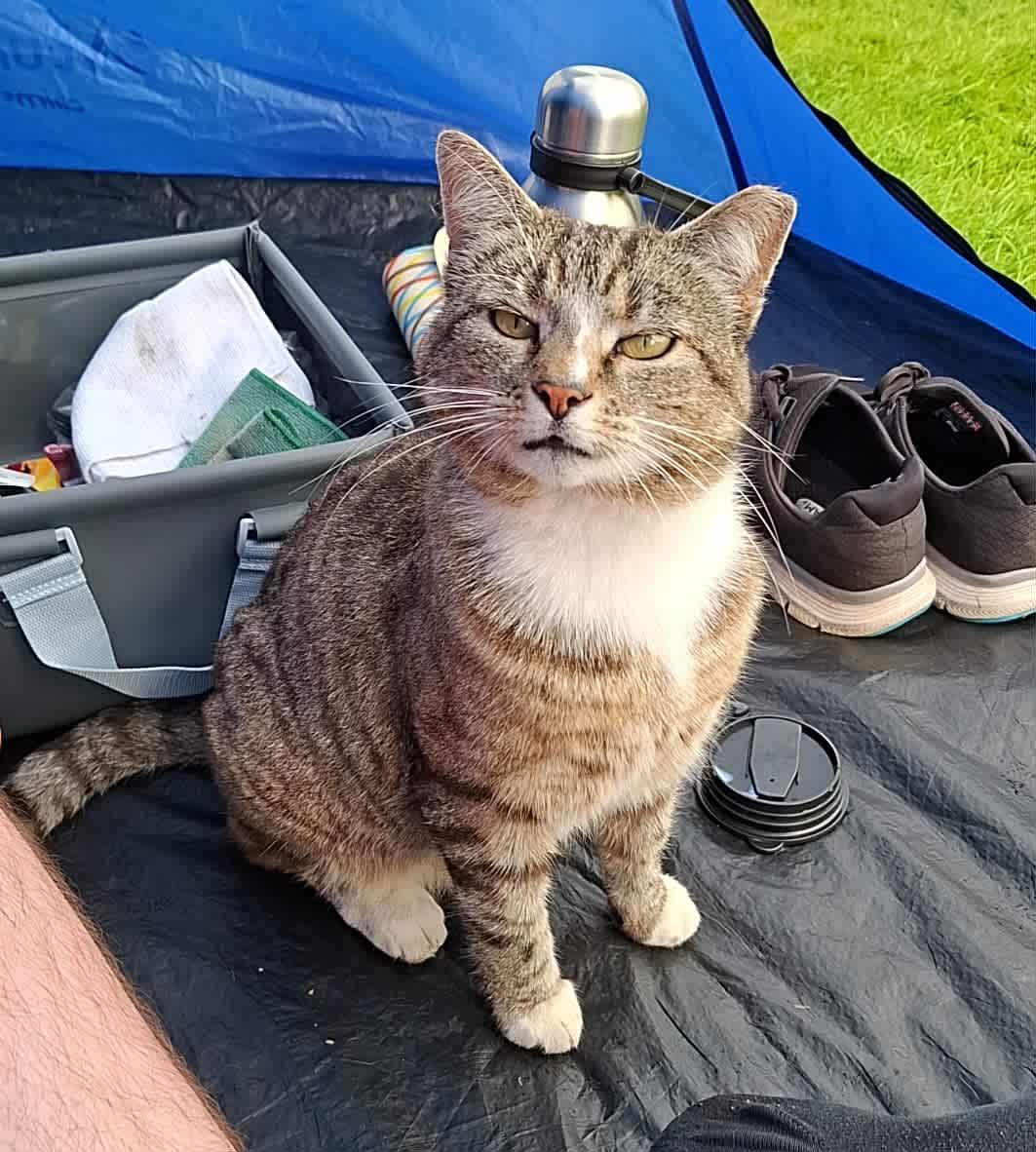 Tiger the Friendly Farm Cat