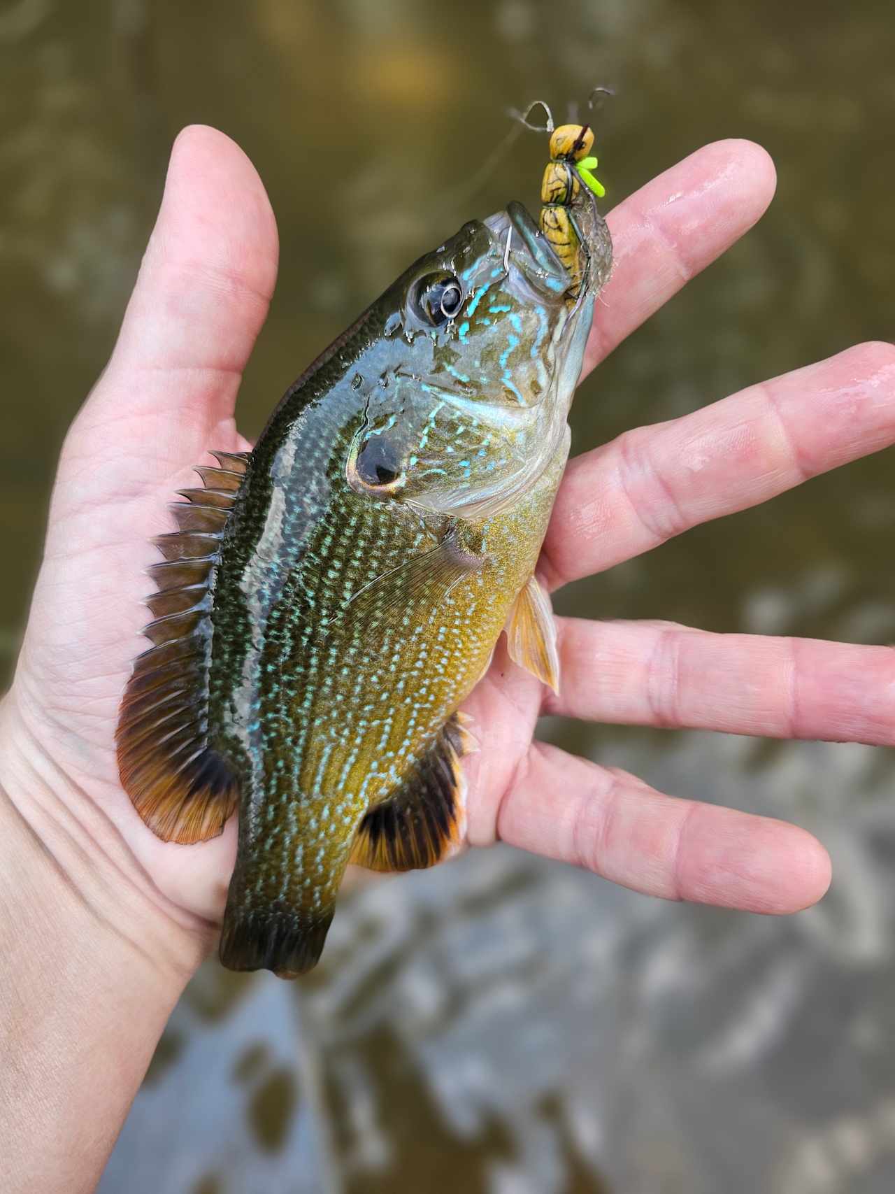 Green sunfish