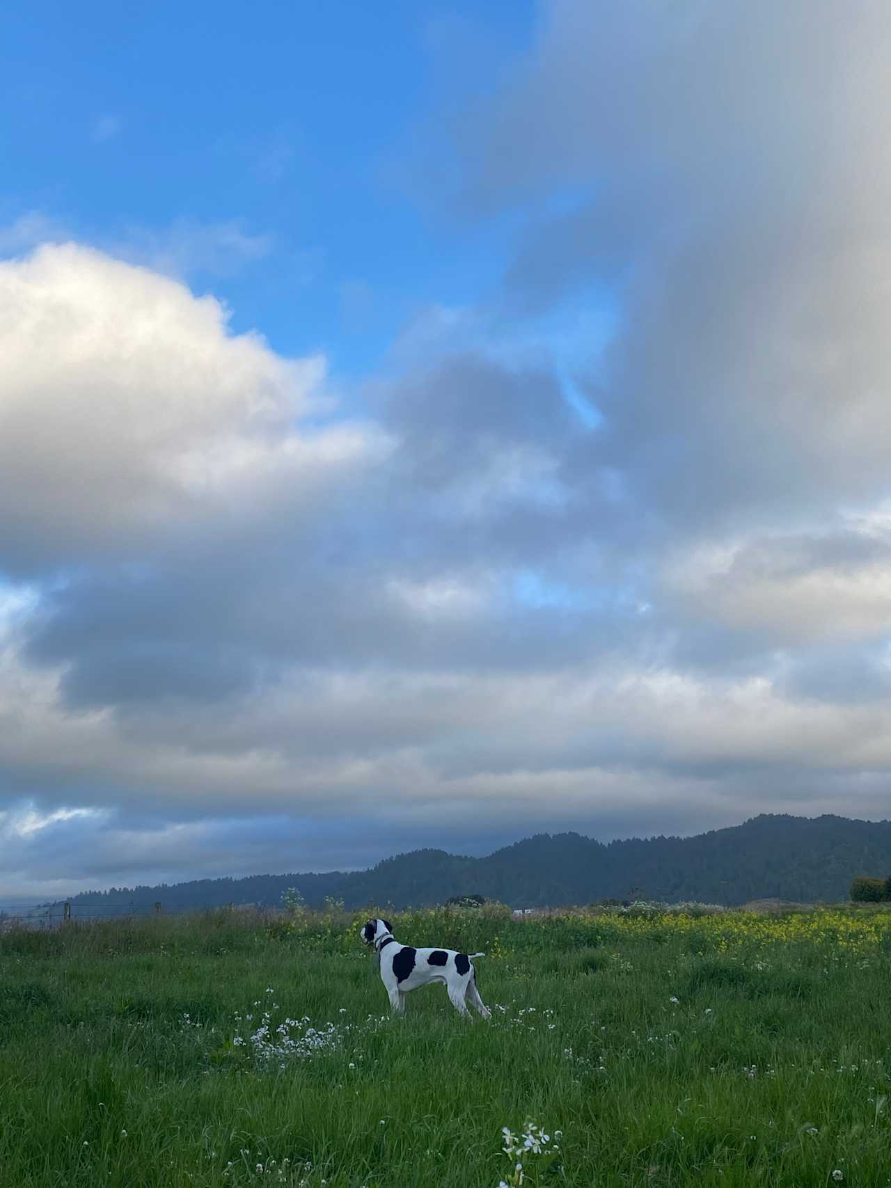 Hidden meadow