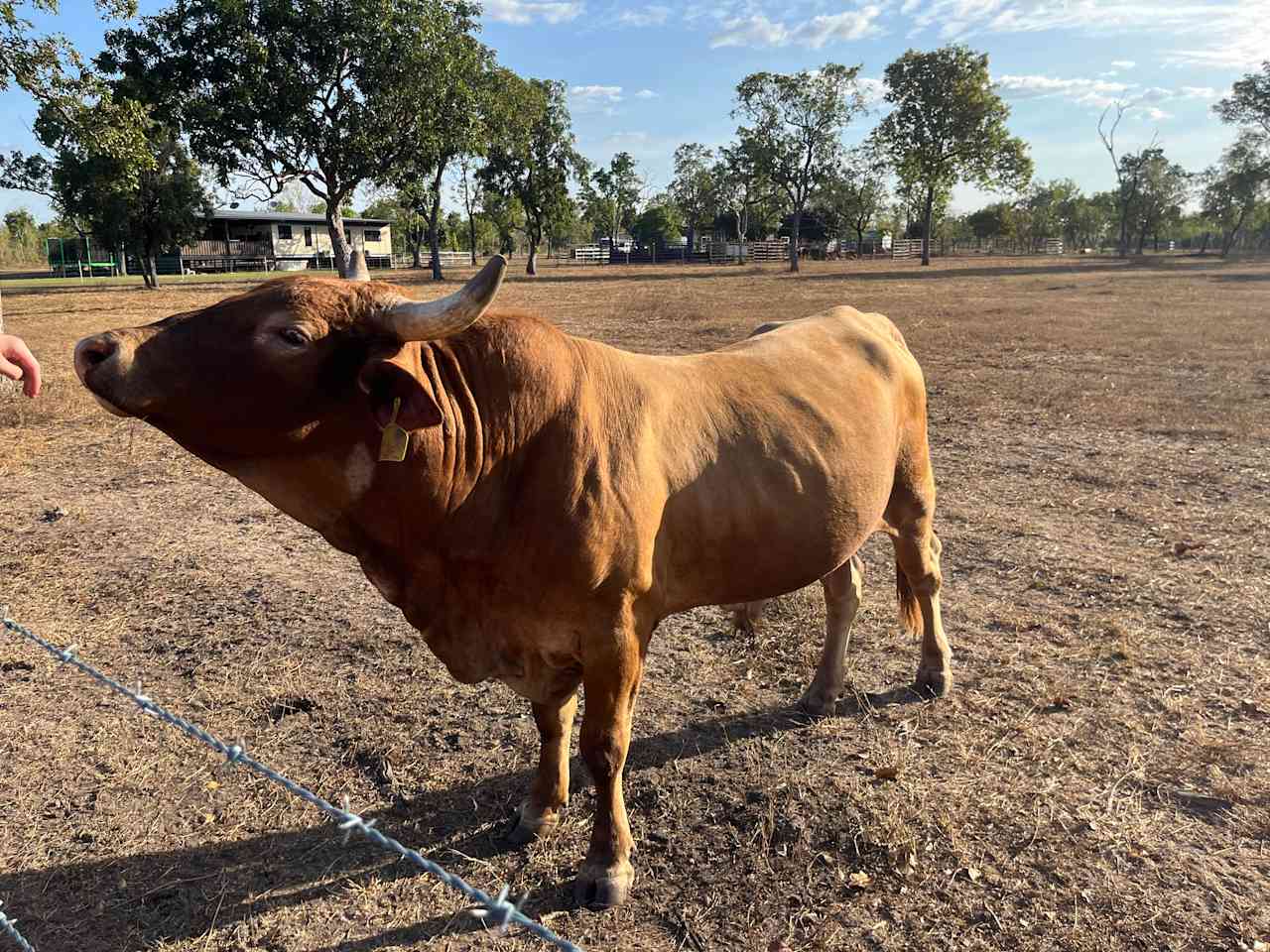 Alvin our friendly bull 