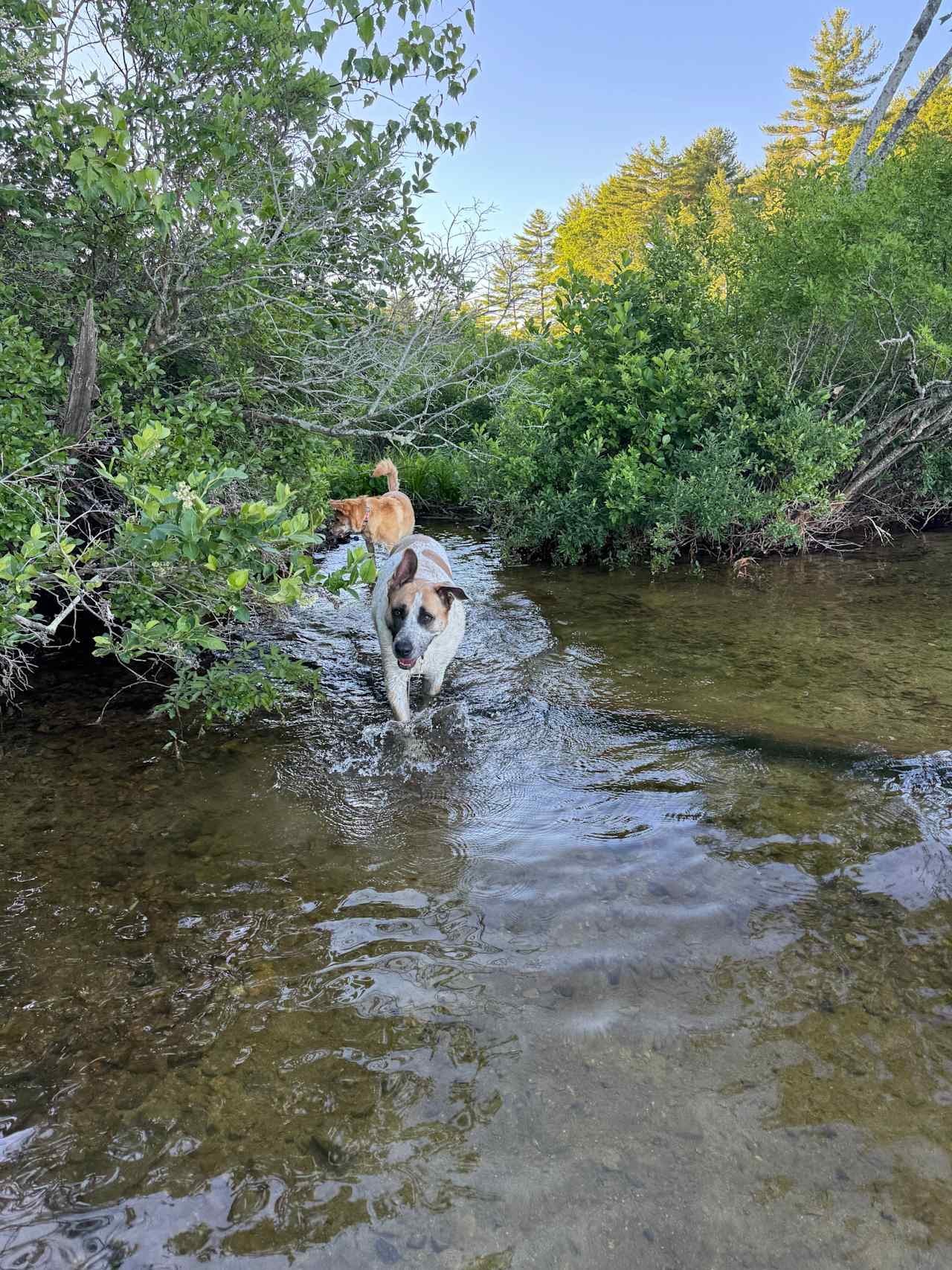 The dogs LOVED the pond!