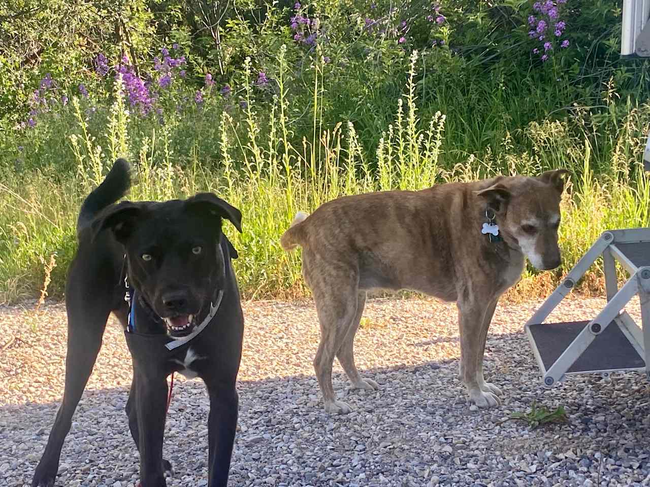 Tuba (right) came to visit our dog Leon. Very friendly. 