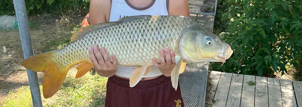 Carp caught off the fishing dock right next to campsite!