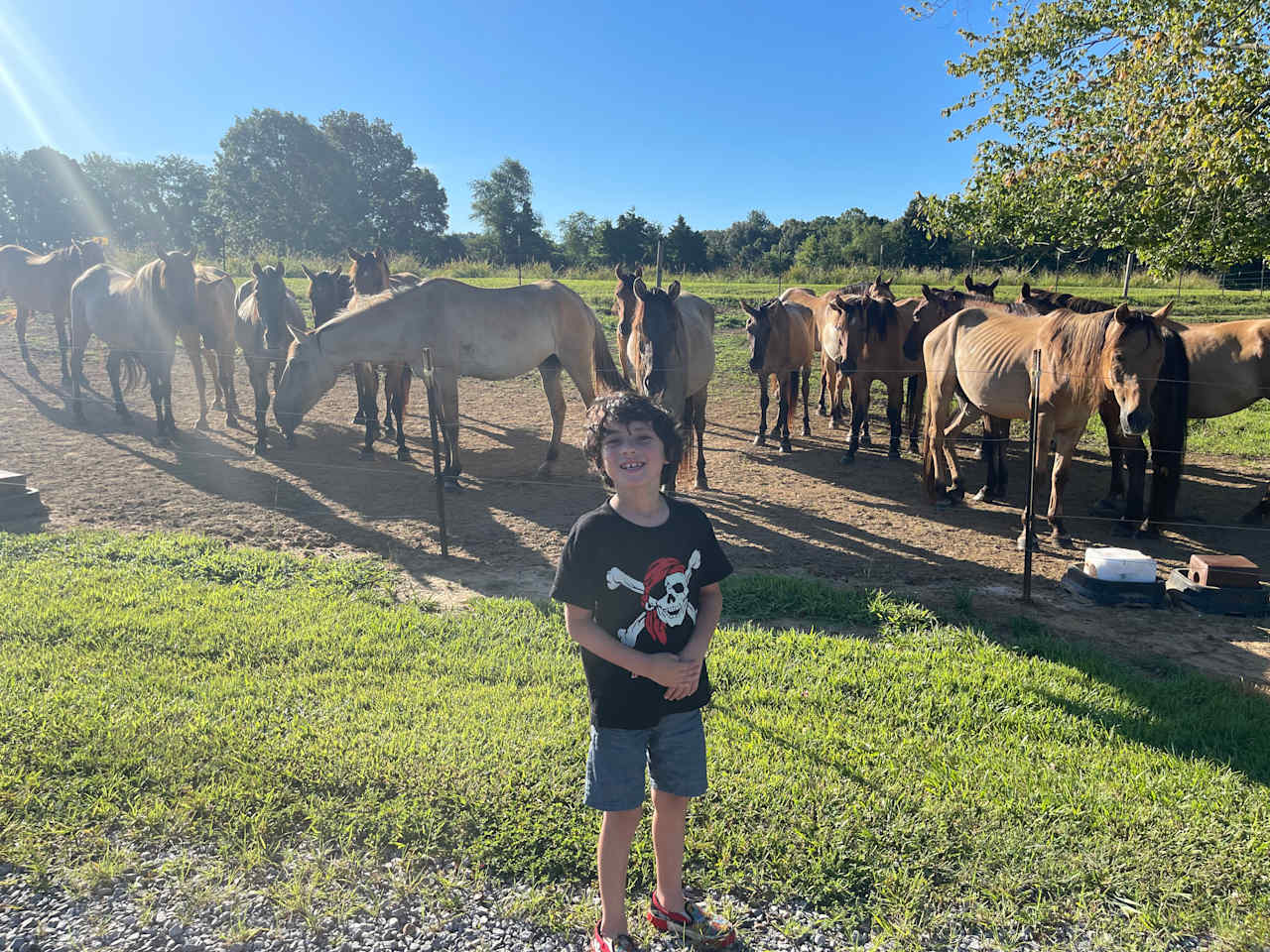 Beautiful horses.  A highlight for the kids. 