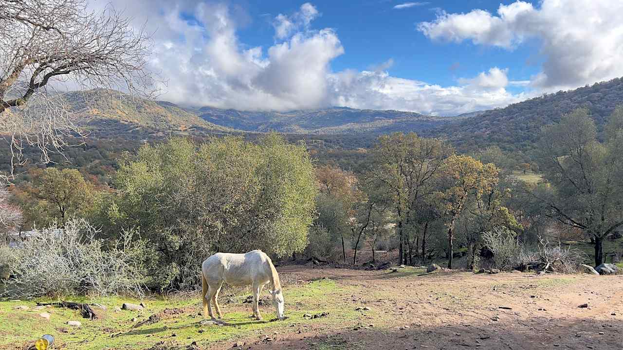 Camp ikigai Animal Sanctuary 501c3