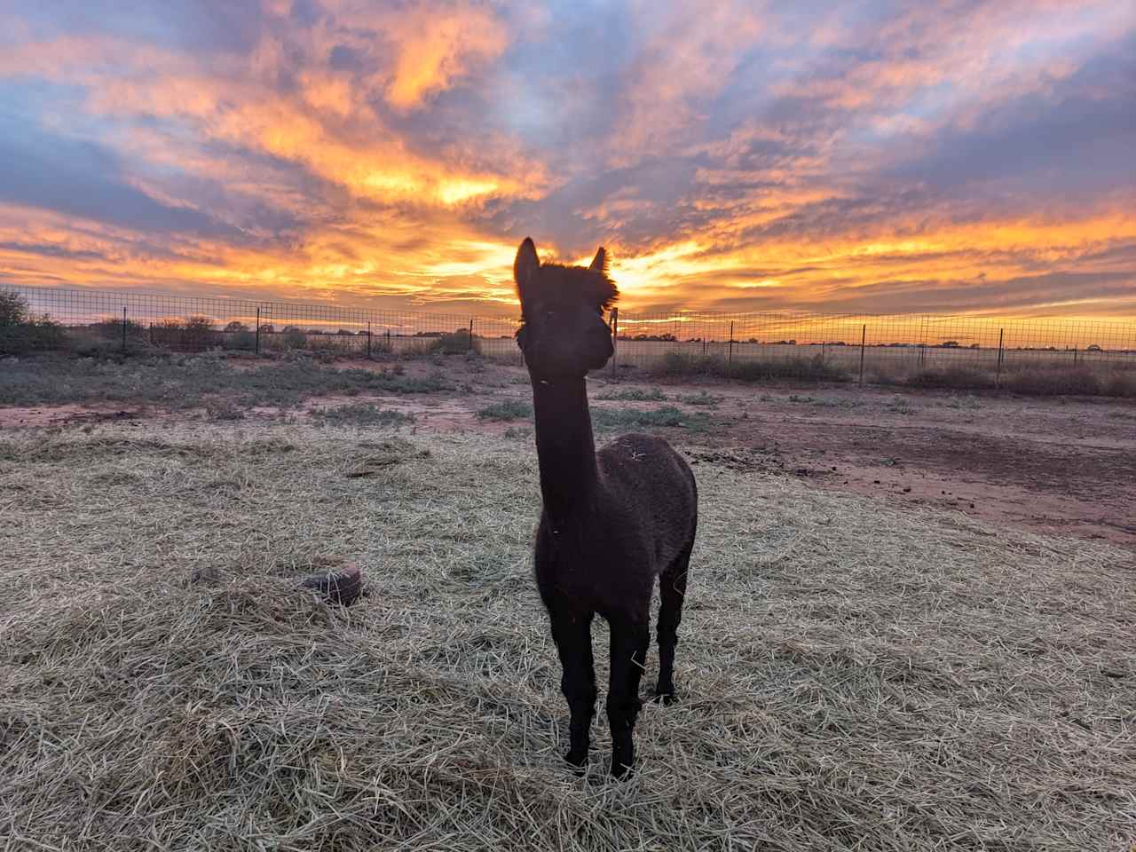 Windrush Alpacas