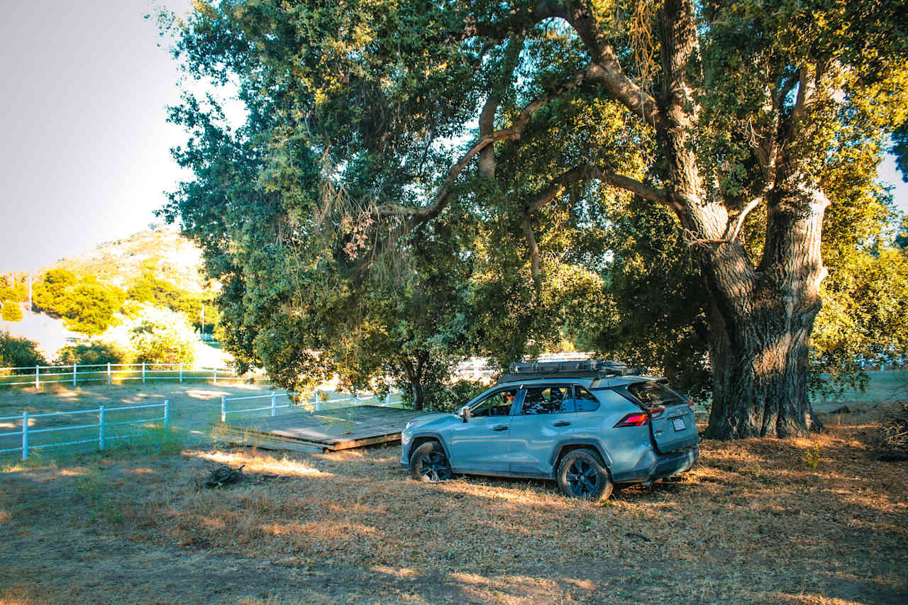 Spot 2 under the Oak Tree