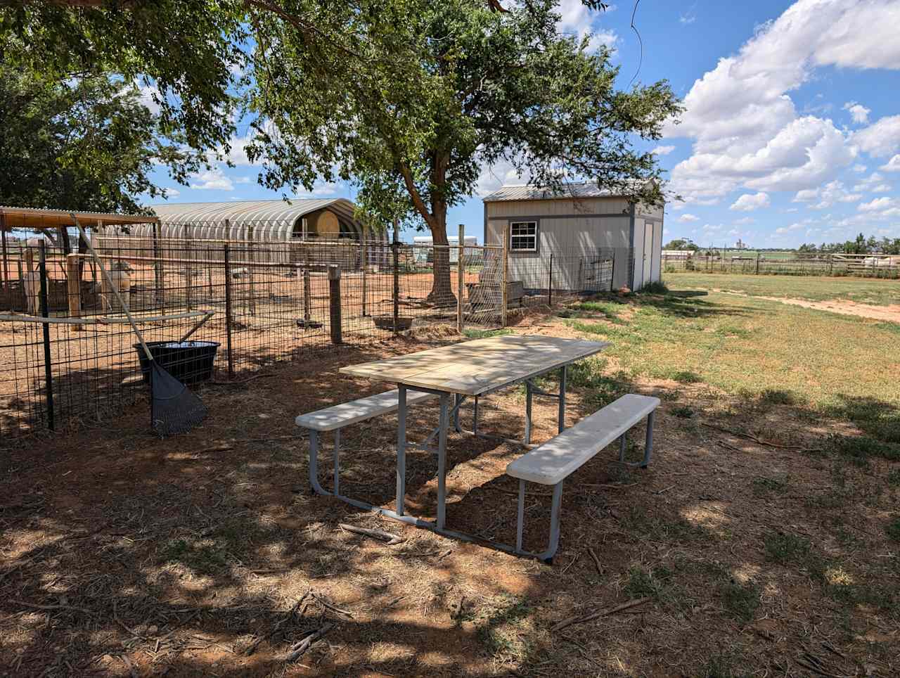 The picnic table is located near the male alpaca pens under the shade of a large elm tree.