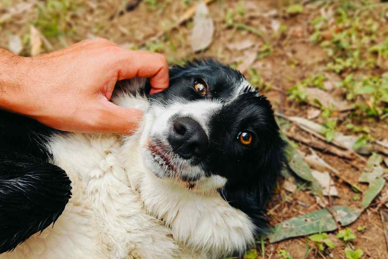 Get ready to give some pats to Mary 🐾