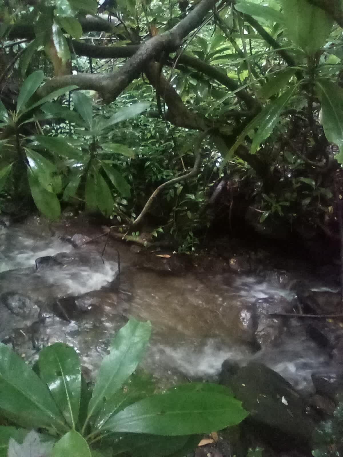 Quiet Forest On The Creek