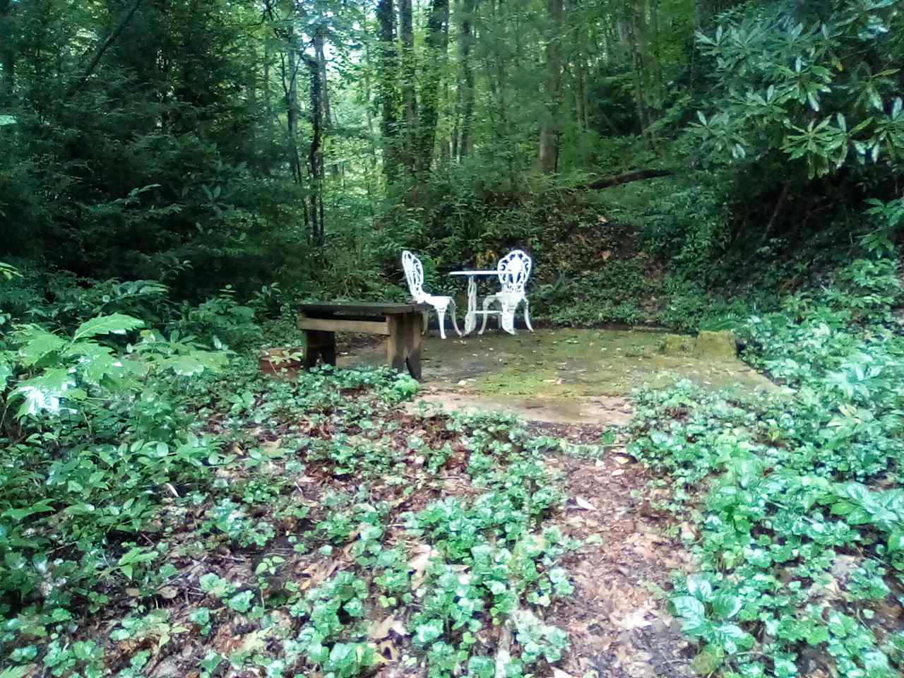 Quiet Forest On The Creek