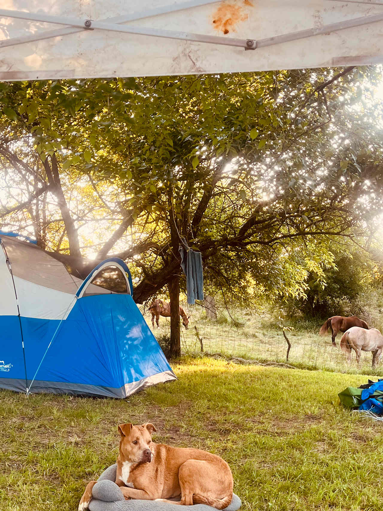 Whitetail Tent Camping