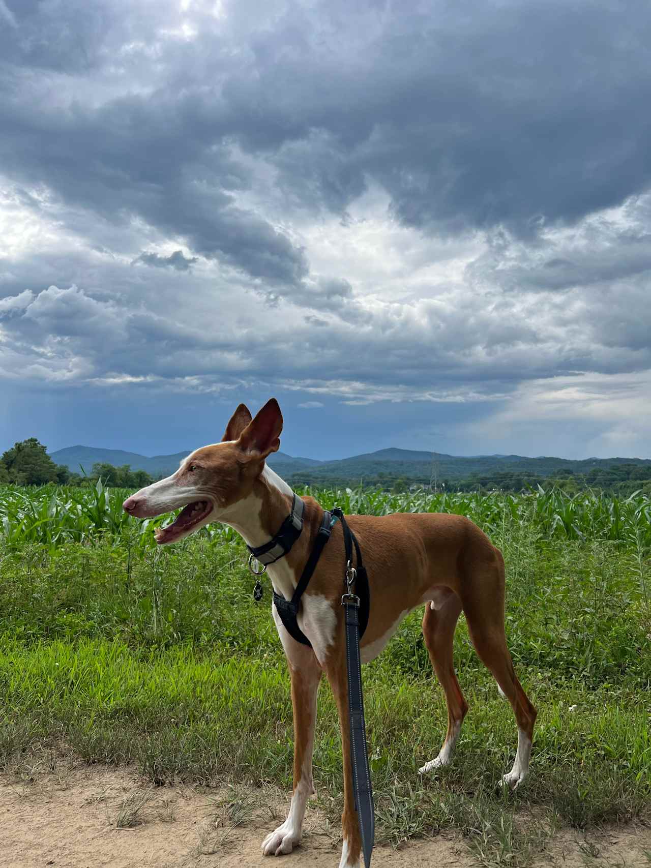 Pisgah Riverbend