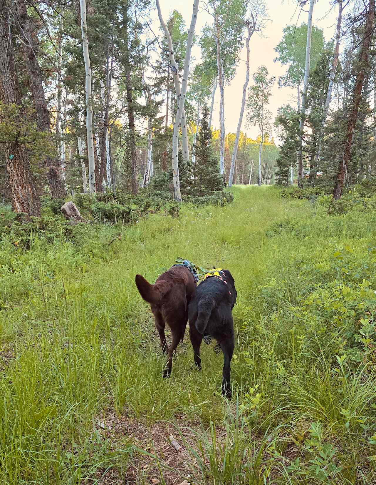 Balsam Bliss