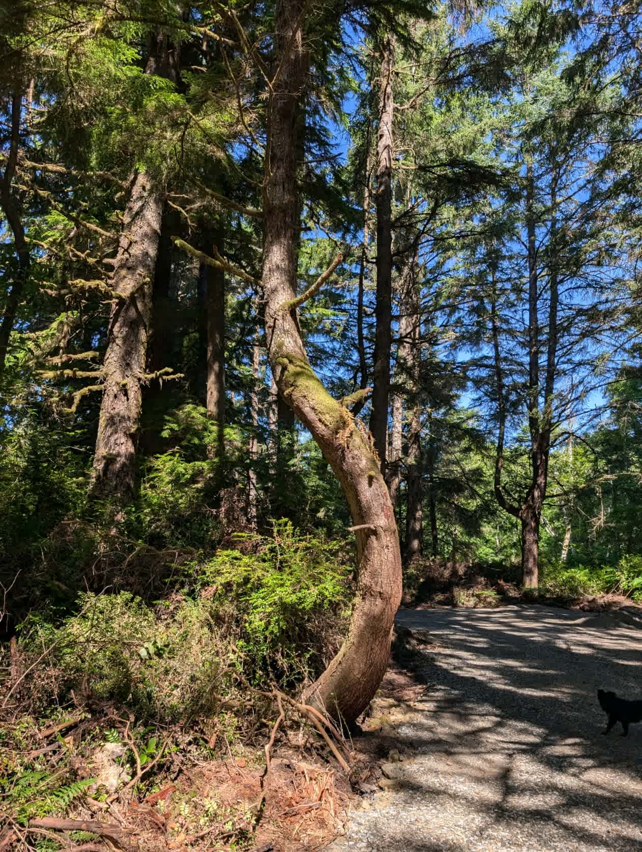 Twisted Tree Camp