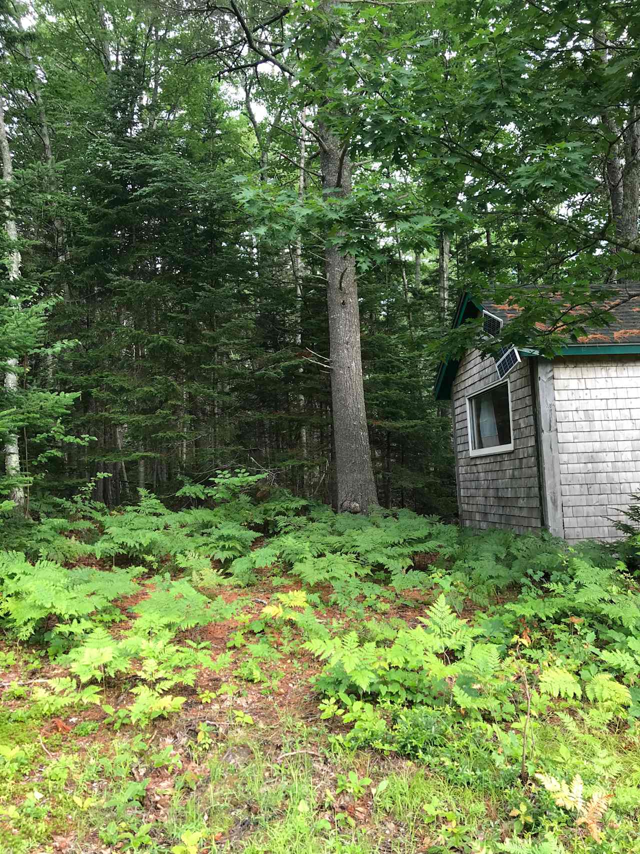 Behind the cabin. Lots of ferns! Can pitch a tent here too.