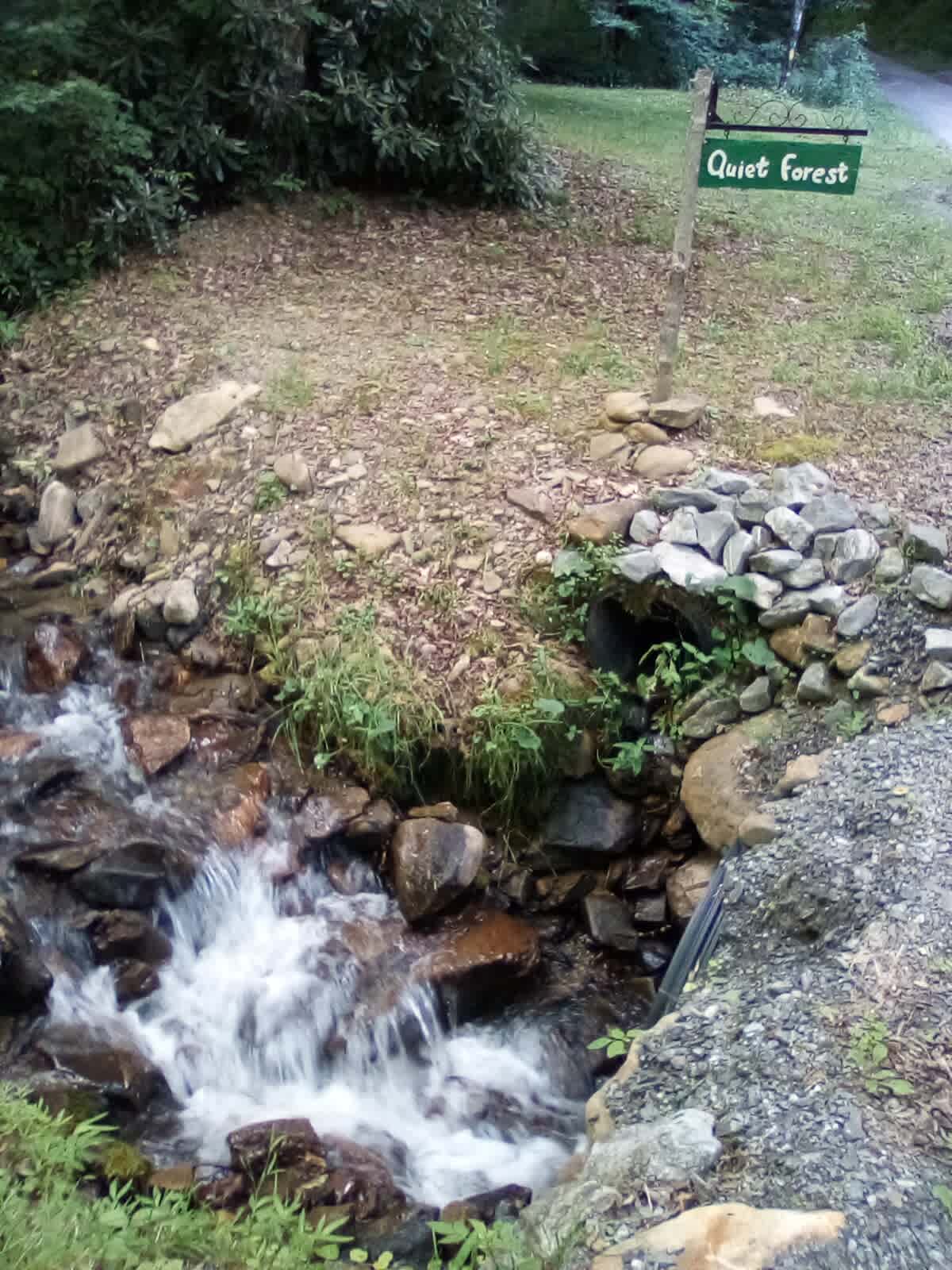 Quiet Forest On The Creek